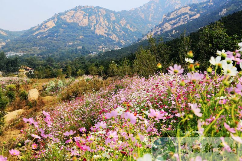 山东省 临沂市 莒南县 花园式院落