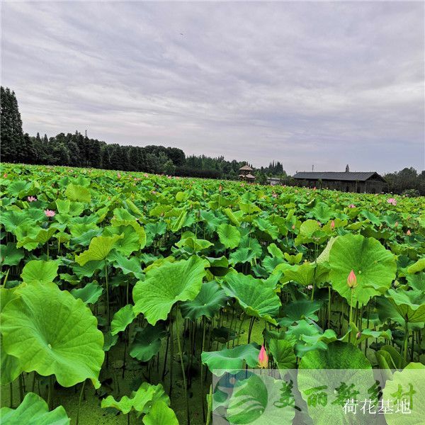 都江堰荷花基地旁520平院子出租