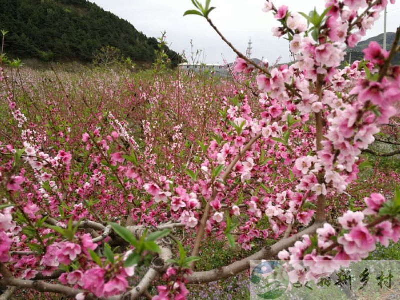 北京市平谷区大华山镇民房出租