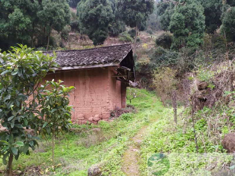 四川成都龙泉驿区樱桃沟附近半山养老民居出租