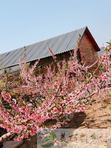 天津市静海区鑫太湖度假村世外桃源小木屋出租