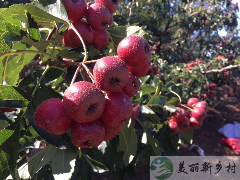 北京市密云县巨各庄海子村民房出租