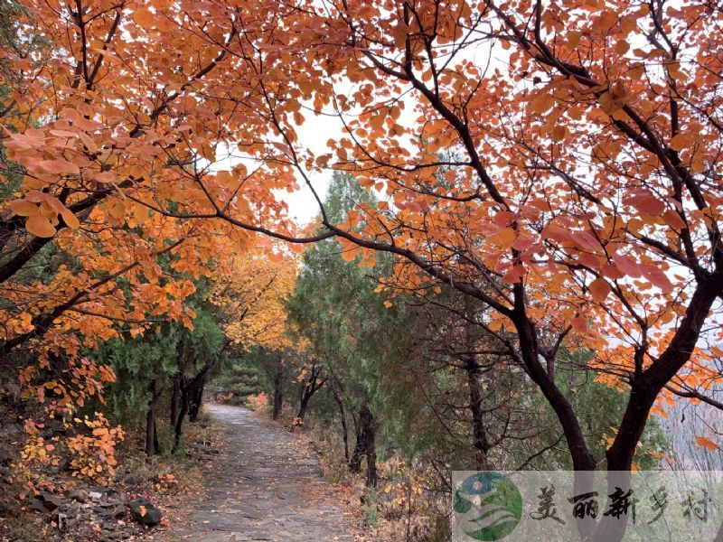 北京市平谷区兴谷街道小院出租（民宿或自住）