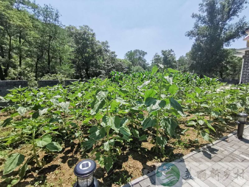 北京市延庆区康庄镇种花小院