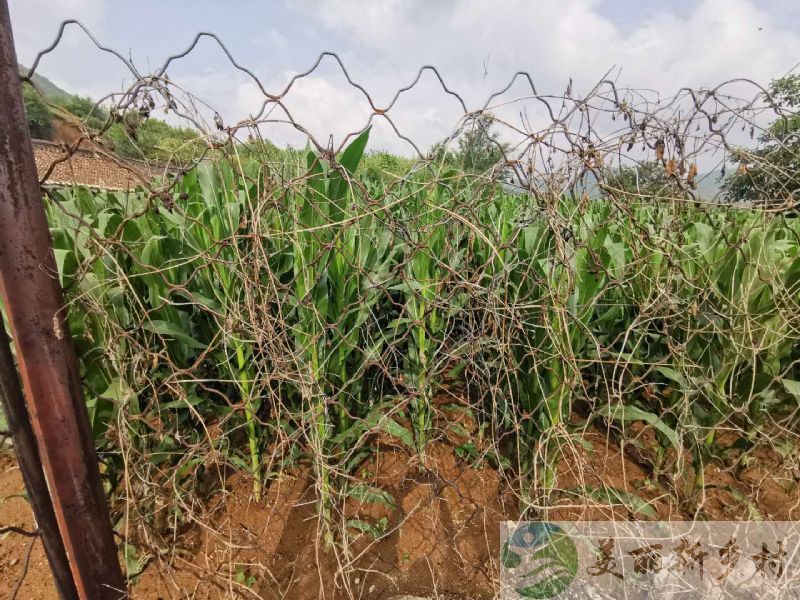 北京延庆永宁独立安静半山波独一处三亩地出租