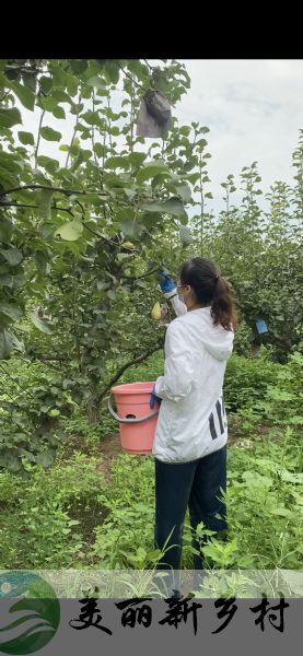 顺义精品农村院子出租带果园