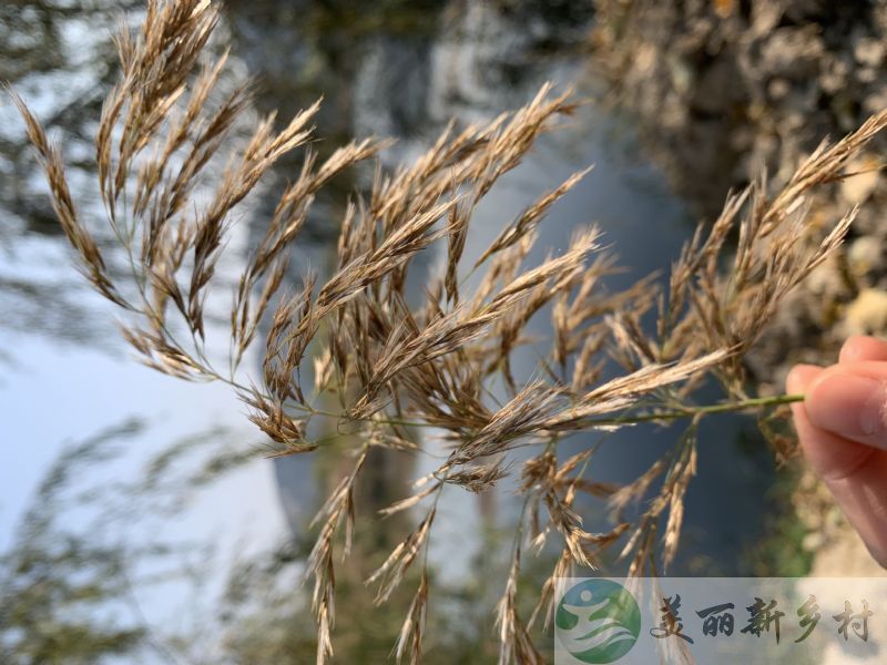 一渡河新建农房出租，有山有树有水有美景