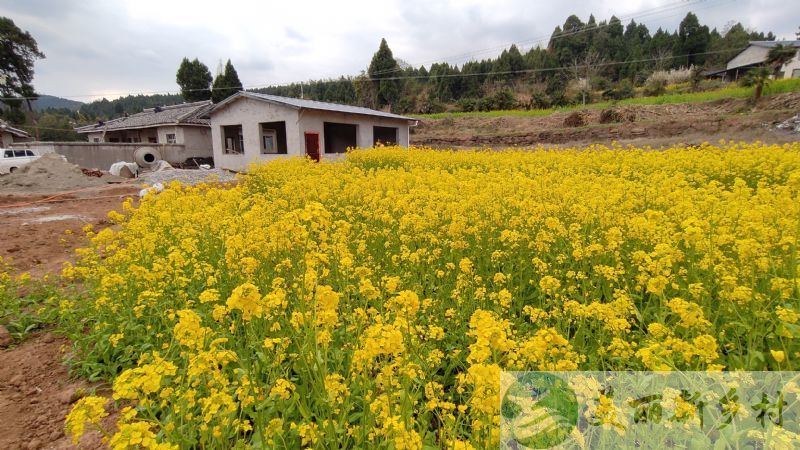 四川广元市广元院子出租(环境美丽可做精品民宿)