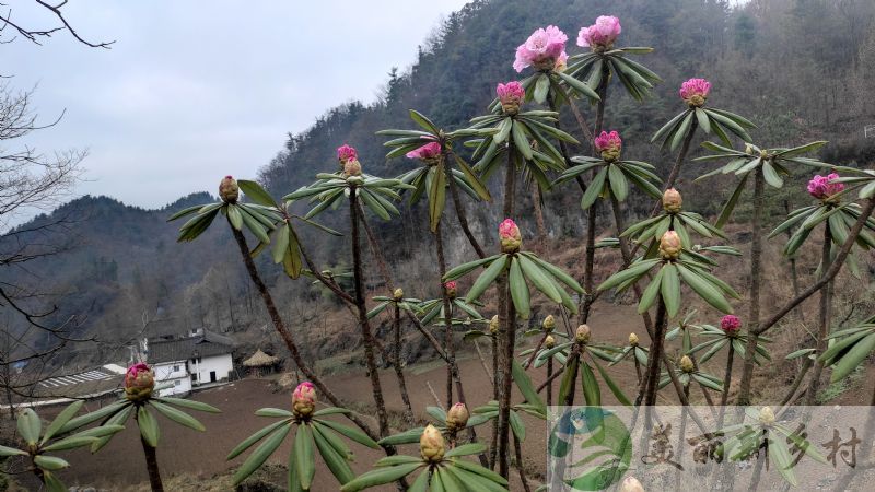 四川省广元市朝天区曾家山景区内院子出租