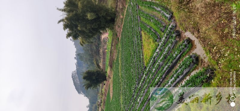 广西北流市新荣镇毓山村铺面糖农家小院出租