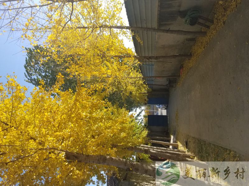 通州永乐店应寺村大院3套出租