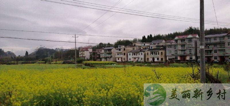 浙江杭州千岛湖农村宅基地山水画中房便宜出租