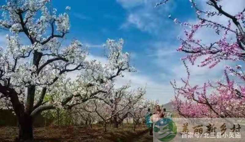 河北省三河市山区民宿、果园出租