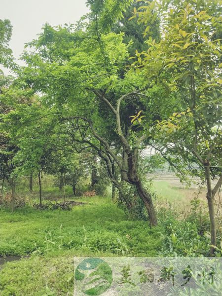 湖南省常德农村房子出租-津市市灵泉镇龙山村农家住宅出租