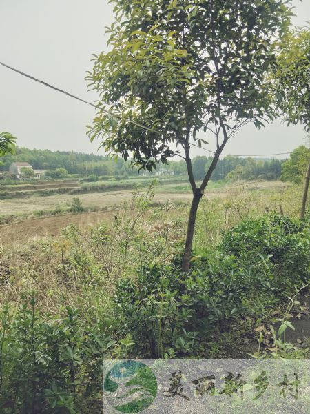 湖南省常德农村房子出租-津市市灵泉镇龙山村农家住宅出租