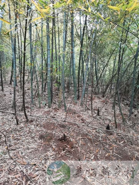 南京江宁横山蟠龙湖赵村水库邓村520平农房