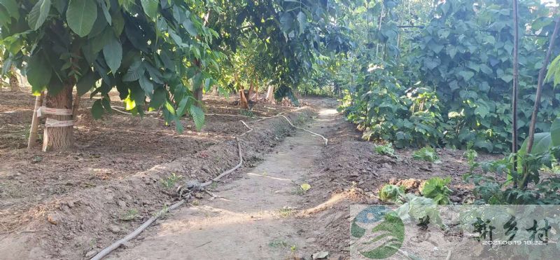 河北保定涞水出租有很多菜地的小院