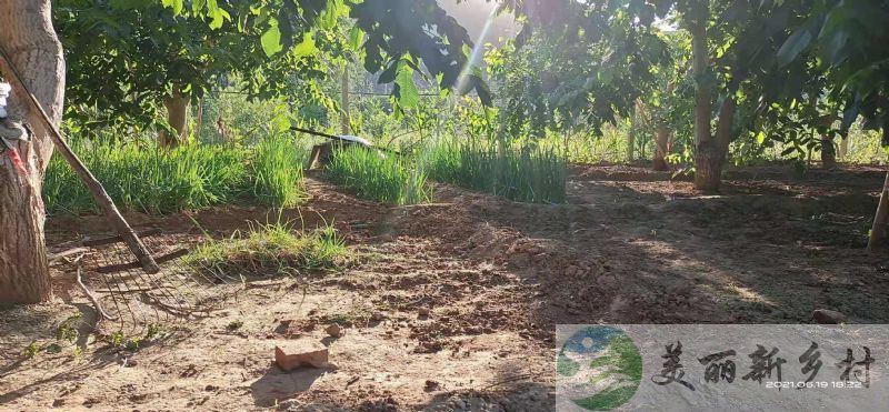 河北保定涞水出租有很多菜地的小院