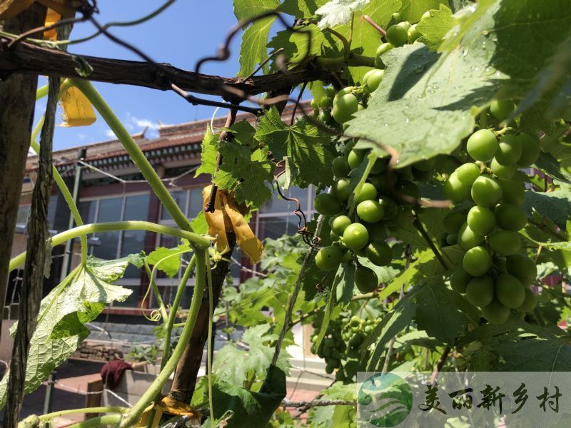 北京市顺义区龙湾屯镇唐洞村农房出租