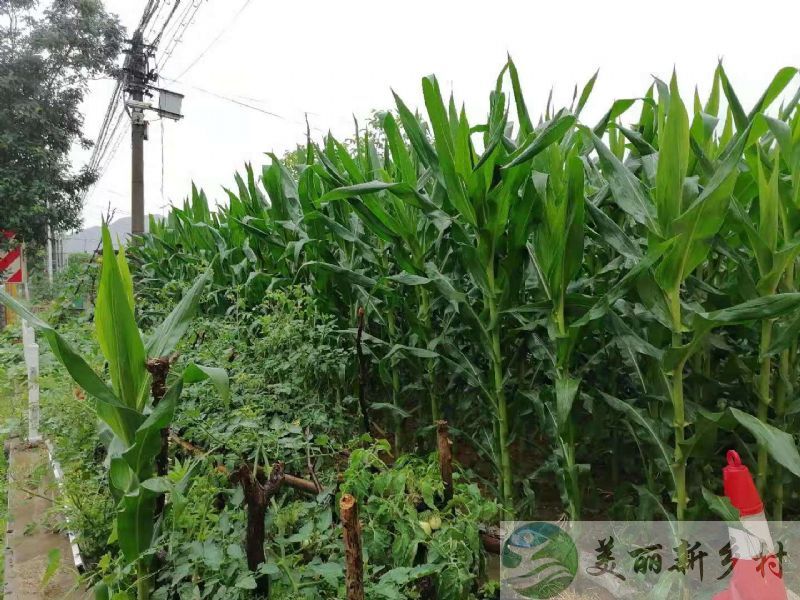 北京市密云区大城子三室两厅带菜园子农村院子出租，出门健身公园