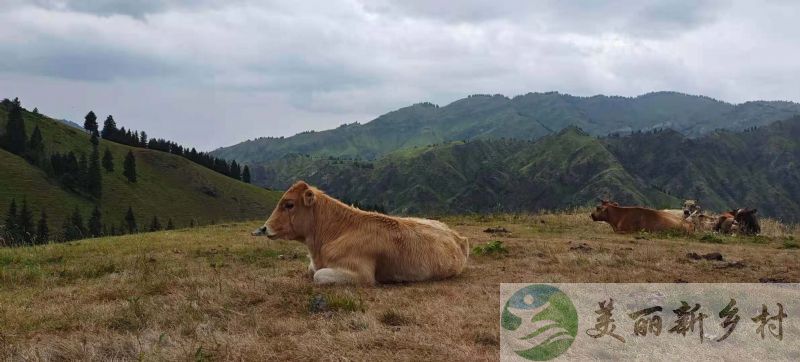 新疆天山脚下原始森林游牧山区农村闲置农房平房屋整套出租