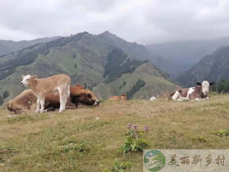 新疆天山脚下原始森林游牧山区农村闲置农房平房屋整套出租