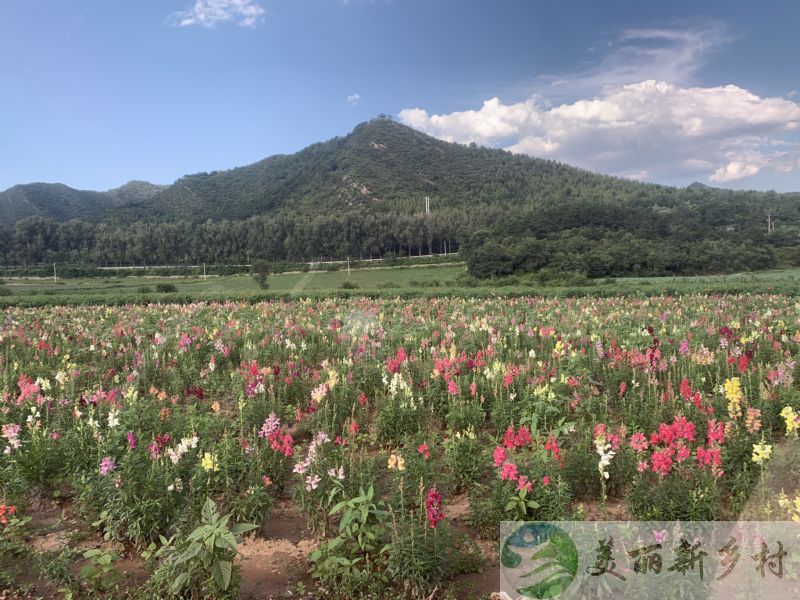 北京市延庆区香营乡东白庙村农村房子
