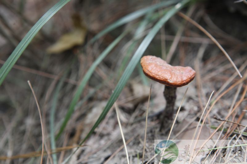 肥西县铭传乡山林含管理用房转让