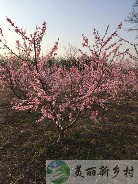 江苏省镇江市句容市郭庄镇葛村镇宅院房屋出租