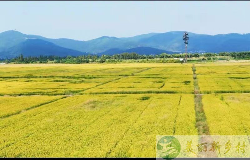 江苏省苏州市西山岛农村房子出租