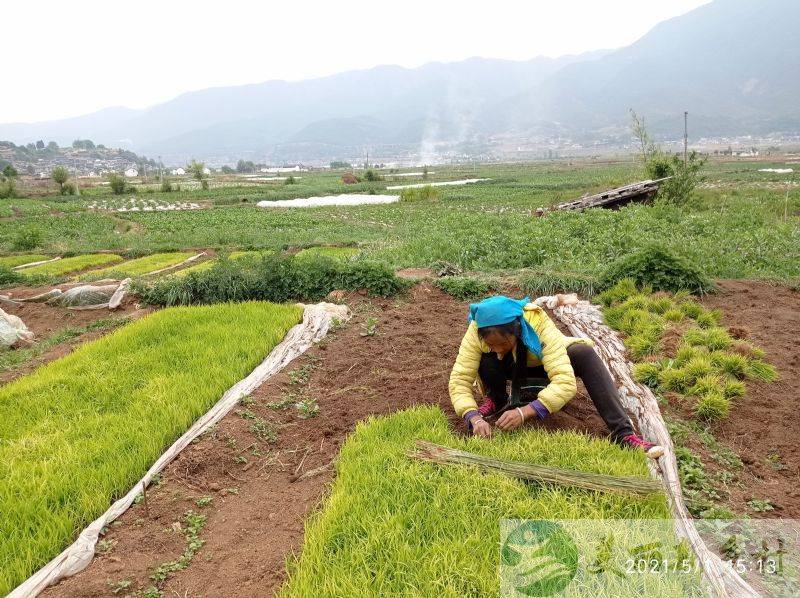 云南省丽江市玉龙县九河乡中和村养老、民宿吉房宝地出租