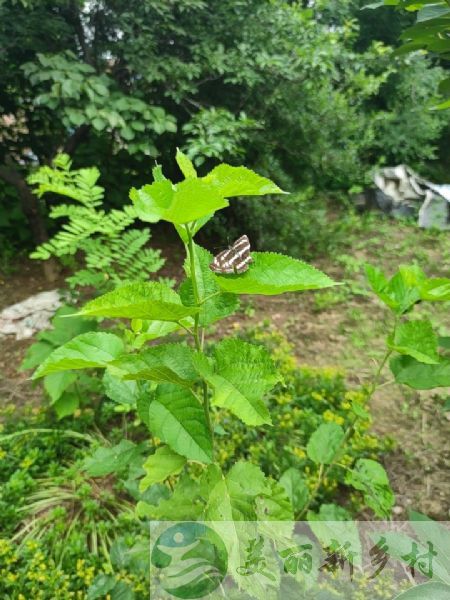 天津市宝坻区牛道口镇植被茂密的院落