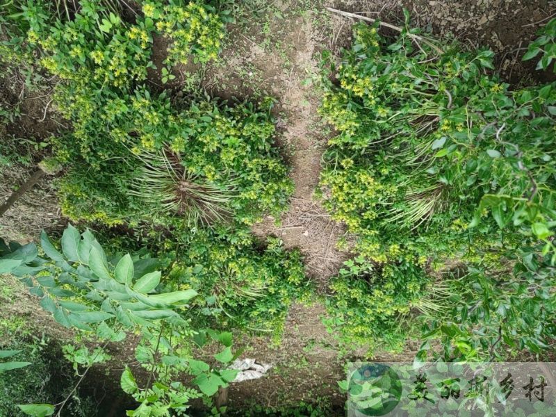 天津市宝坻区牛道口镇植被茂密的院落