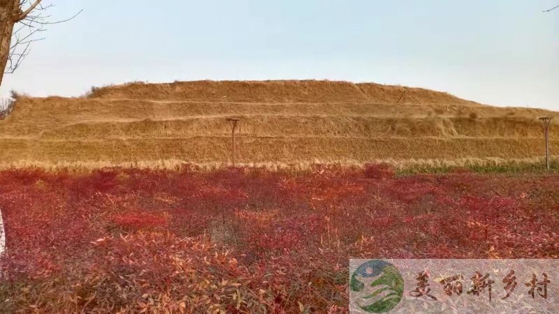 河南郑州中牟韩寺农村独栋宅院出租