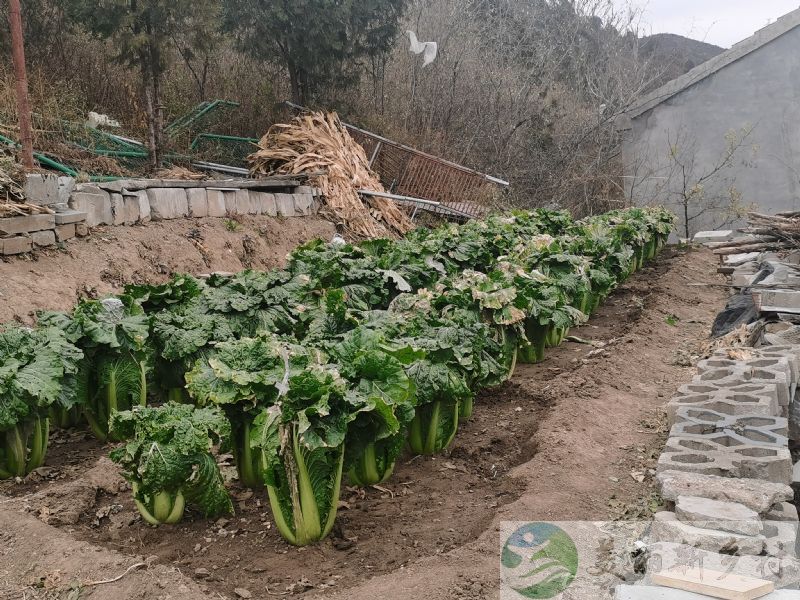 门头沟区斋堂镇新高铺村农房出租