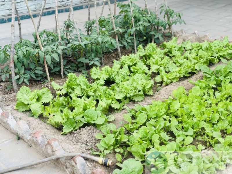 北京市通州西集 农村平房独门独院 可种菜