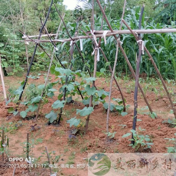 湖南长沙县果园镇古井社区农村农家小院出租