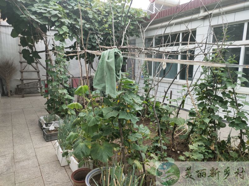 怀柔农村小院出租-京伟村农村三合院子整体出租