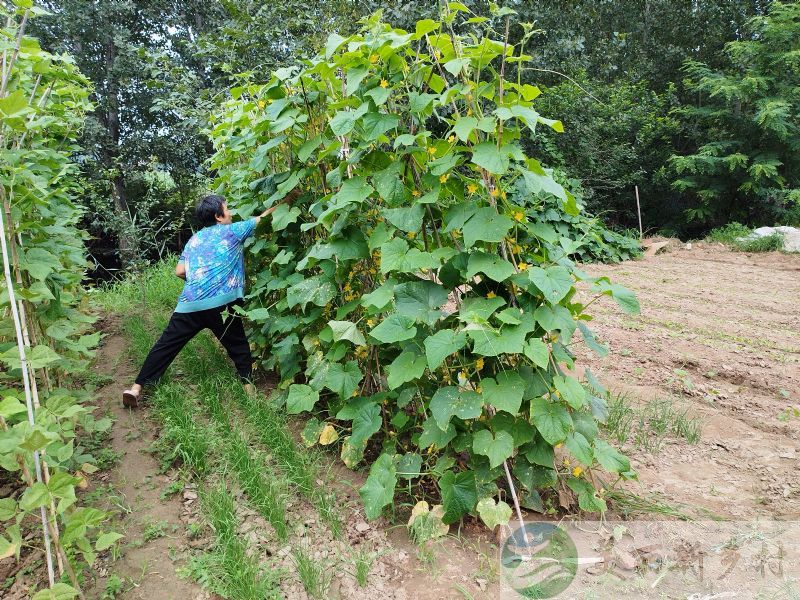 北京市通州区西集镇老庄户村农村房子出租