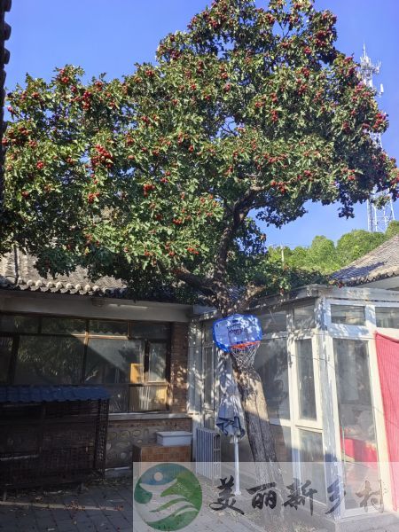 北京怀柔农村院子出租-雁栖镇交界河村800平山水小院