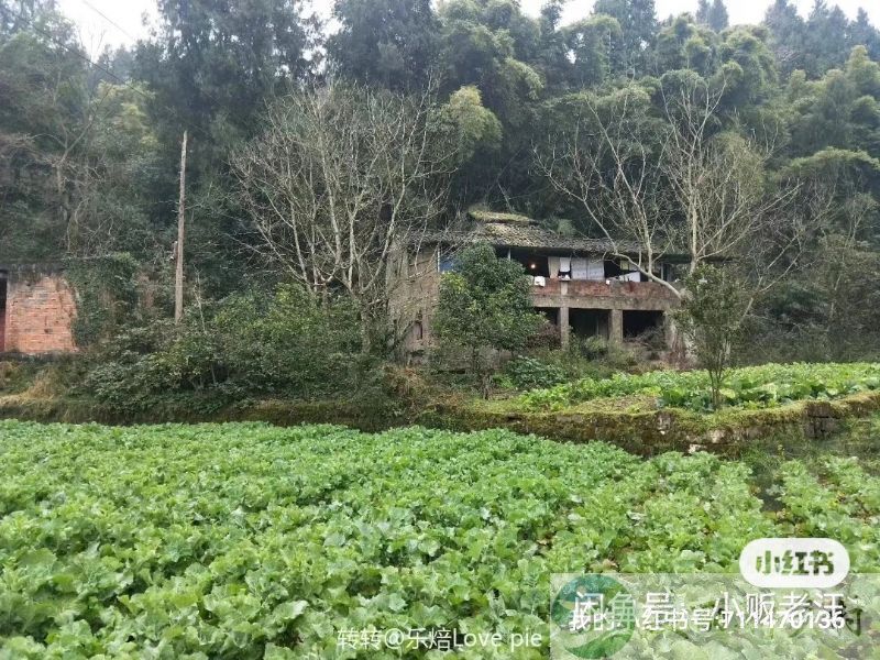 四川南充农村自建房出租，周围几亩自留地