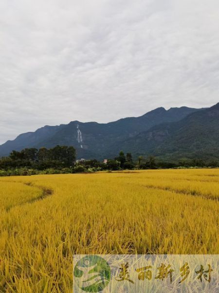 广东广州增城区农村小院出租-门口小河是温泉