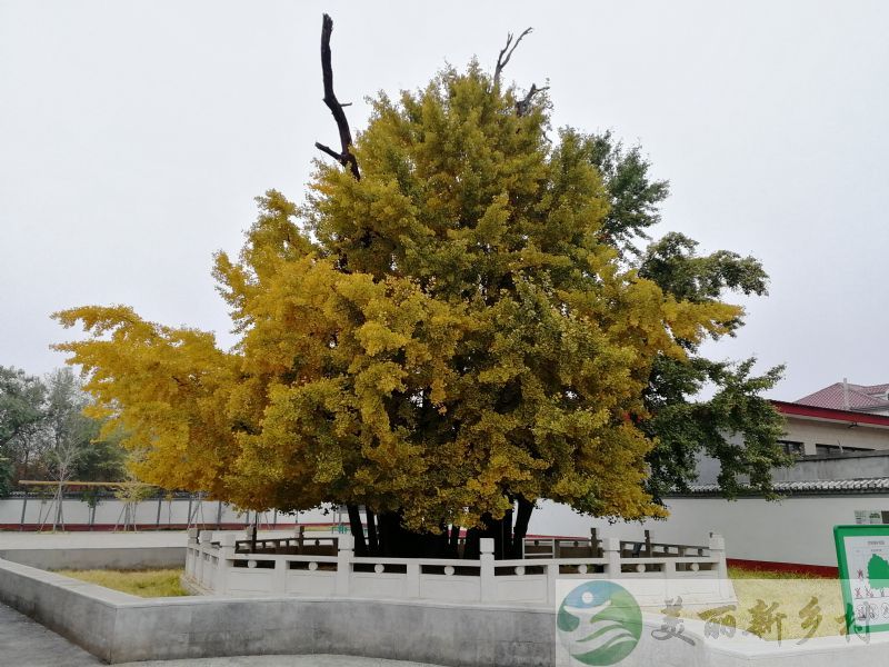 北京市顺义区农村院子出租-牛栏山镇北孙各庄村房屋出租