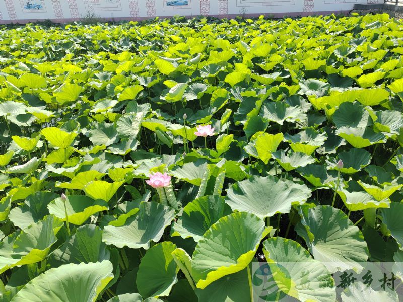 北京市顺义区农村院子出租-牛栏山镇北孙各庄村房屋出租