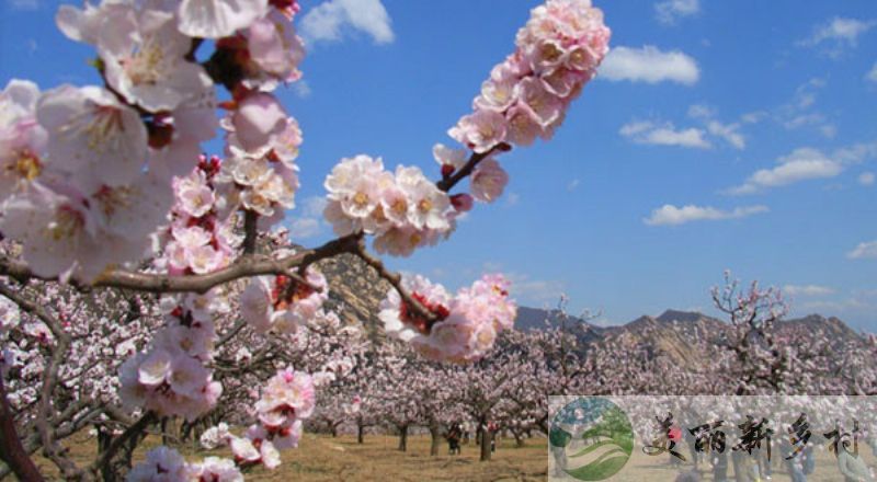 北京市延庆农村院子出租-杏花村精装小院