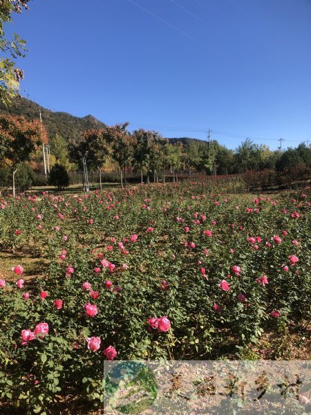 北京市密云区农村院子出租-穆家峪镇阁老峪村14号