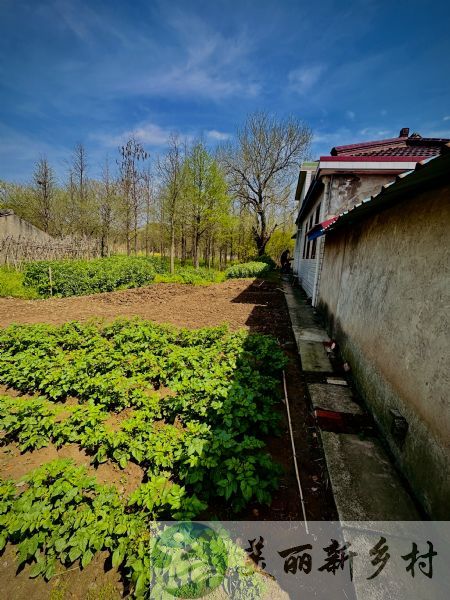 上海市崇明区新河镇农村房子出租-宅基地