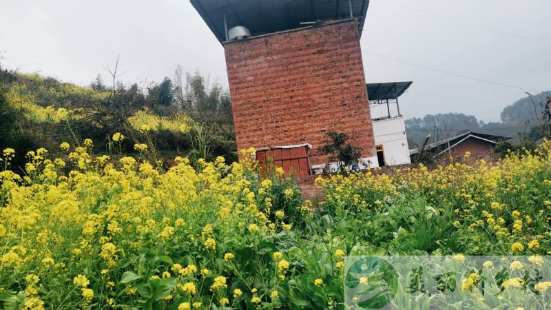 重庆壁山县农村院子出租，田园生活，独门独院