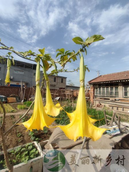 顺义农村院子出租-顺雅居2号院可翻建二层