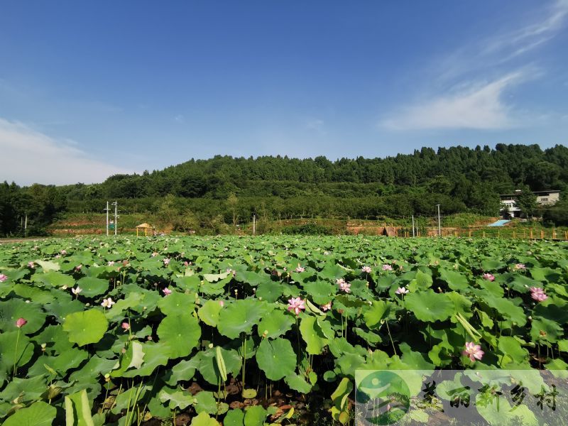 四川省成都市金堂竹篙农场小院出租